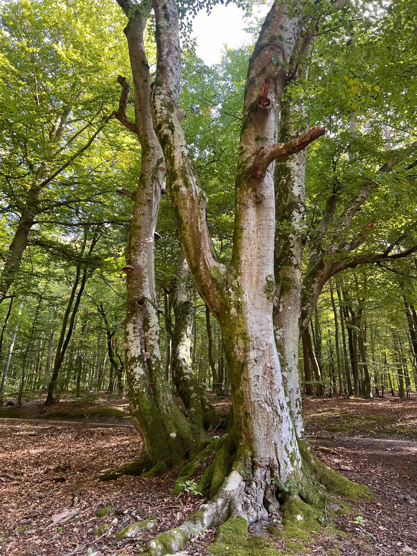 20.-22. november 2026: Yogaretreat i Tisvilde - Billede 10